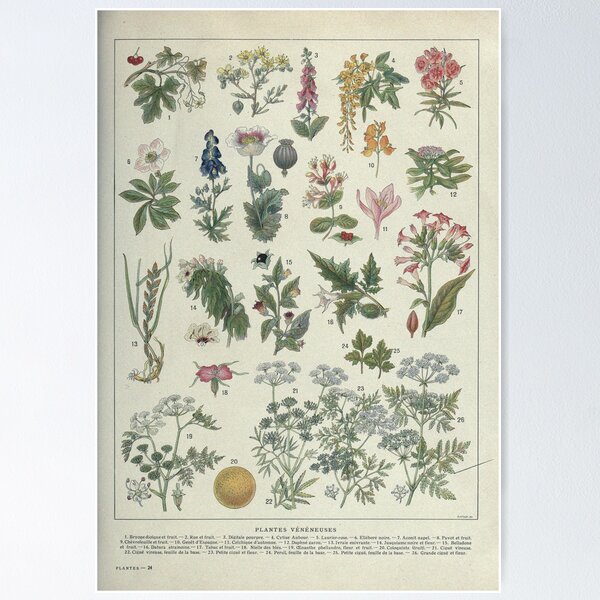 Artikel-Vorschau von Giftige Pflanzen, Plantes vénéneuses, botanische Illustration, designt und verkauft von Polarys.