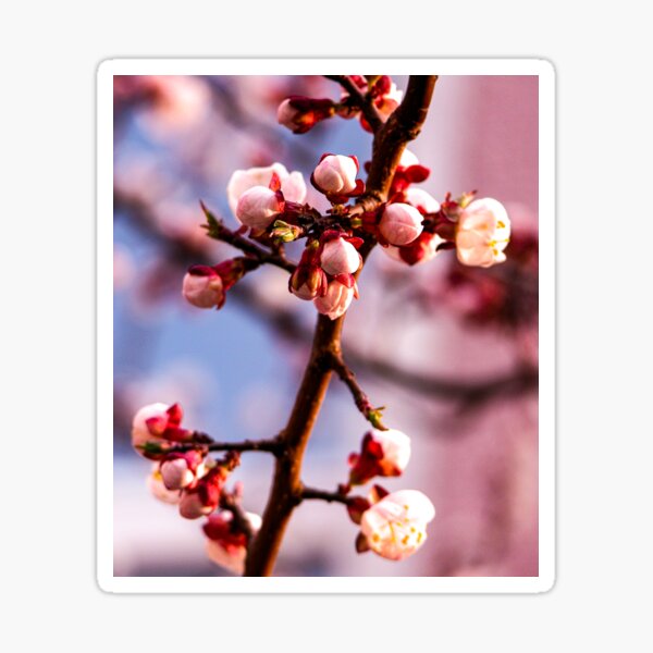 Regalos Y Productos Significado De Flores De Color Rosa Redbubble