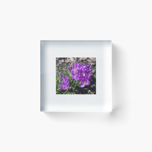 Item preview, Crocus purple designed and sold by Lauren Tuite.