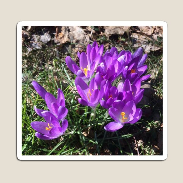 Item preview, Crocus purple designed and sold by Lauren Tuite.