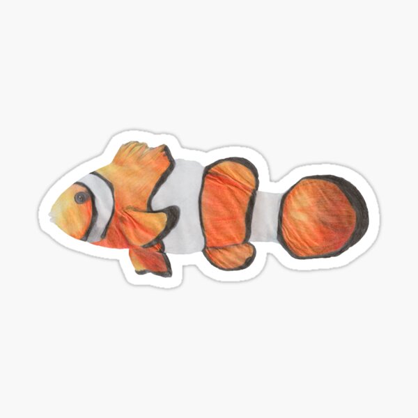 Item preview, Clownfish - Pencil Drawing - Kathleen Stuart Art designed and sold by Art by Kathleen Stuart.