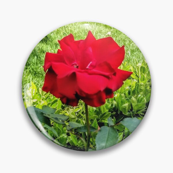 Item preview, Garden rose designed and sold by nutty1kel.