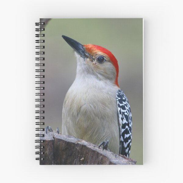 Item preview, Red-bellied Woodpecker designed and sold by Enola Gay Wagner.