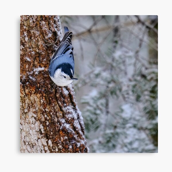 White-breasted nuthatch Canvas Print
