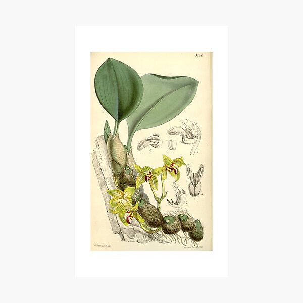 Item preview, Bulbophyllum psittacoglossum (as Sarcopodium psittacoglossum) Curtis' 89 (Ser. 3 no. 19) pl. 5408 (1863) designed and sold by EsotericBotanic.