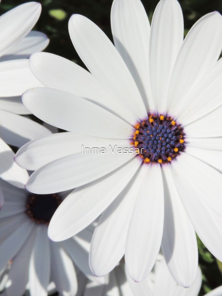 Thumbnail 4 of 4, iPhone Case, Bright White Daisies designed and sold by InmaVassar.