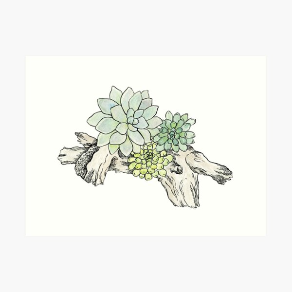 Driftwood Succulents 2 Art Print