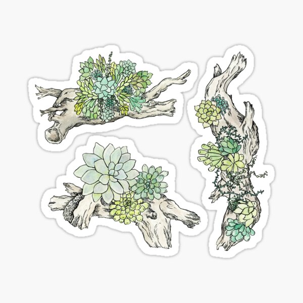 Driftwood Succulents 3 Sticker