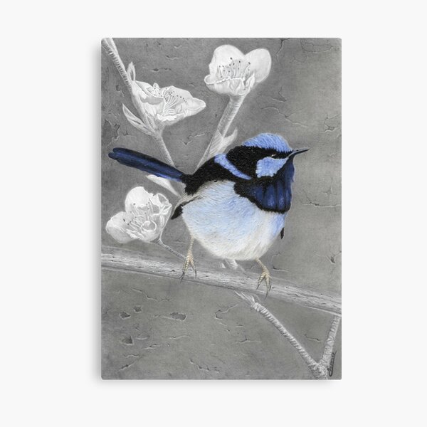 Blue Wren Pencil Drawing Gouache Painting Canvas Print