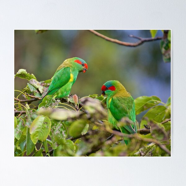 Item preview, PARROT ~ Musk Lorikeet GC5UoLh2 by David Irwin designed and sold by tasmanianartist.