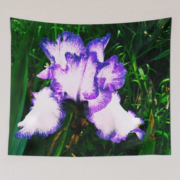 Item preview, Tender white and violet iris, natural background  designed and sold by helenkaiy.