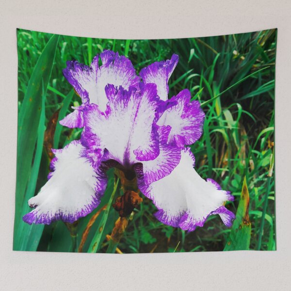 Item preview, Tender white and violet iris, natural background  designed and sold by helenkaiy.