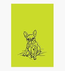 Green Frenchie Photographic Print