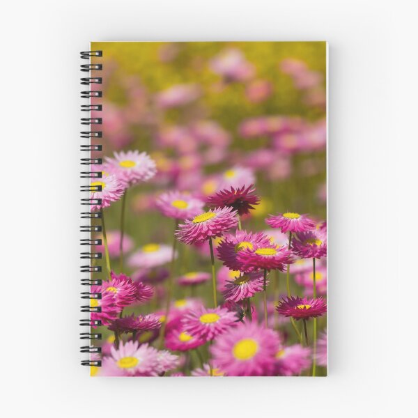 Item preview, Paper Daisies in flower designed and sold by Glenn-Smith.