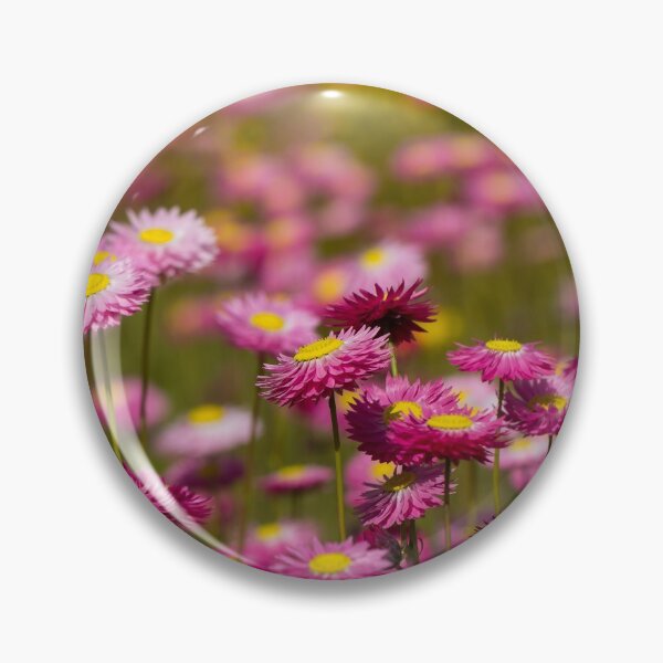 Item preview, Paper Daisies in flower designed and sold by Glenn-Smith.