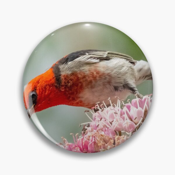 Item preview, Scarlet honey eater designed and sold by Glenn-Smith.