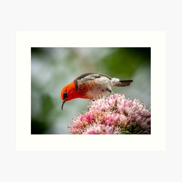 Item preview, Scarlet honey eater designed and sold by Glenn-Smith.