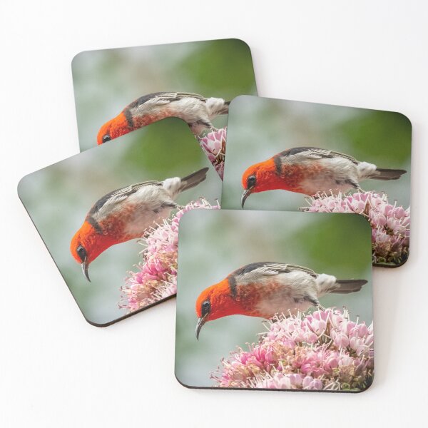 Item preview, Scarlet honey eater designed and sold by Glenn-Smith.