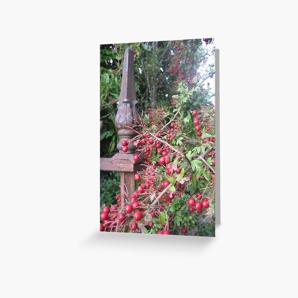 Item preview, Hawthorns in Deloraine designed and sold by pierredubrelle.