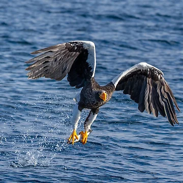 Artwork thumbnail, Eagle Catching Fish In Ocean by JTS STORE