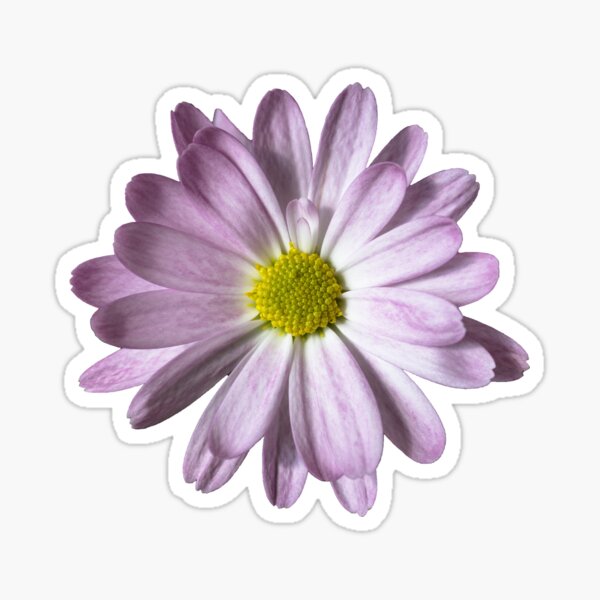 Purple & White Daisy Sticker