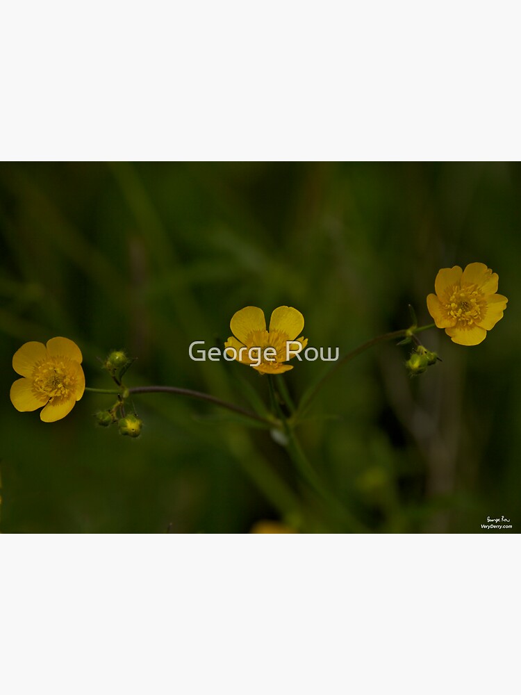 Three Meadow Buttercups - Burntollet Woods, County Derry by VeryIreland