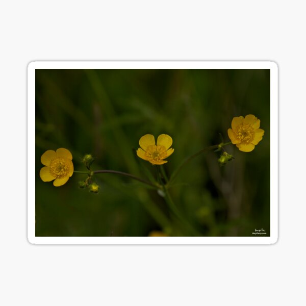 Three Meadow Buttercups - Burntollet Woods, County Derry Sticker