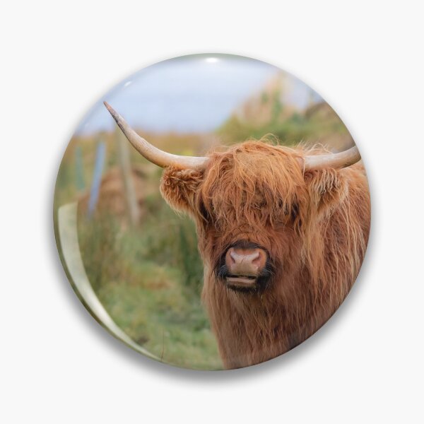Item preview, Long haired Highland cattle - Highland cow, Highlander, Heilan coo - Thurso, The Highlands, Scotland designed and sold by NatureSight.