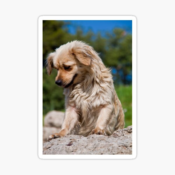 Item preview, Greece. Ancient Olympia. Street Dog. designed and sold by vadim19.