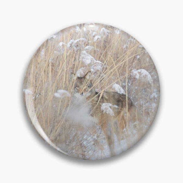 Item preview, Coyote hiding in the thicket designed and sold by James Cumming.