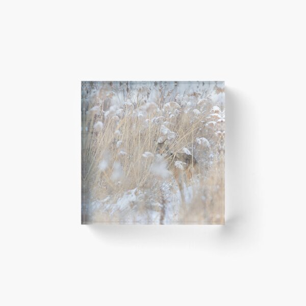 Item preview, Coyote hiding in the thicket designed and sold by James Cumming.