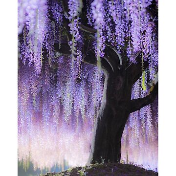 wisteria tree painting