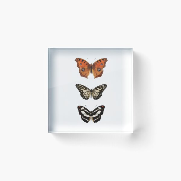 Item preview, Monarch Rapsody Vintage Moth Butterfly designed and sold by creationwitch.