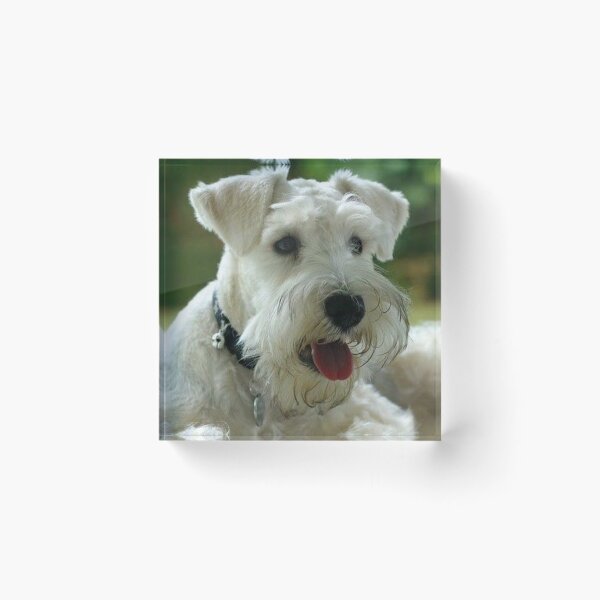 Item preview, Schnauzer dog pets dogs cute puppy designed and sold by Coolstuff4you71.