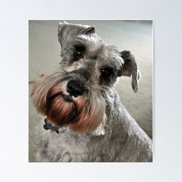 Item preview, Schnauzer dog pets dogs cute puppy designed and sold by Coolstuff4you71.