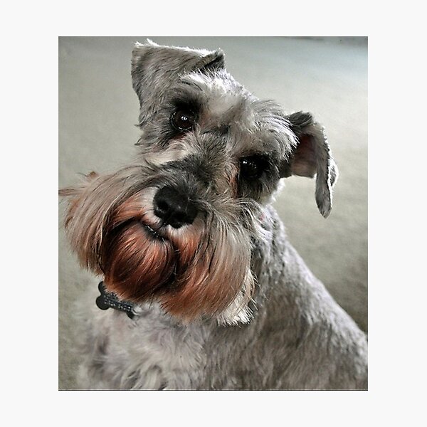 Item preview, Schnauzer dog pets dogs cute puppy designed and sold by Coolstuff4you71.