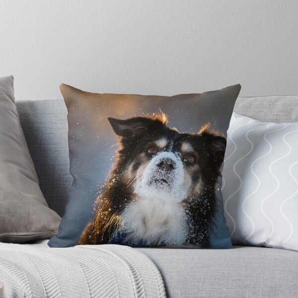 Item preview, Cute border collie in snow and golden sunlight a winter morning in Norway designed and sold by C-B-Stuedal.