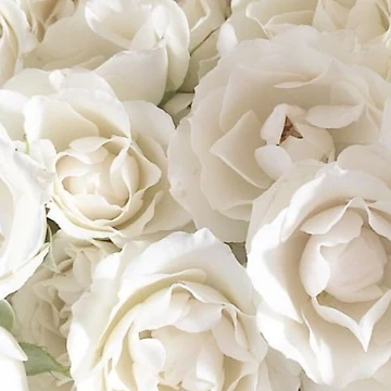 Artwork thumbnail, White Roses by KookDesignZ