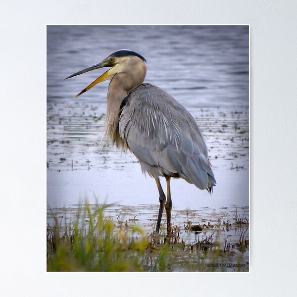 Item preview, Blue Heron designed and sold by Barbara Brander.