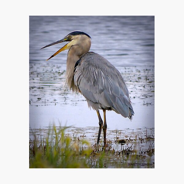 Item preview, Blue Heron designed and sold by Barbara Brander.
