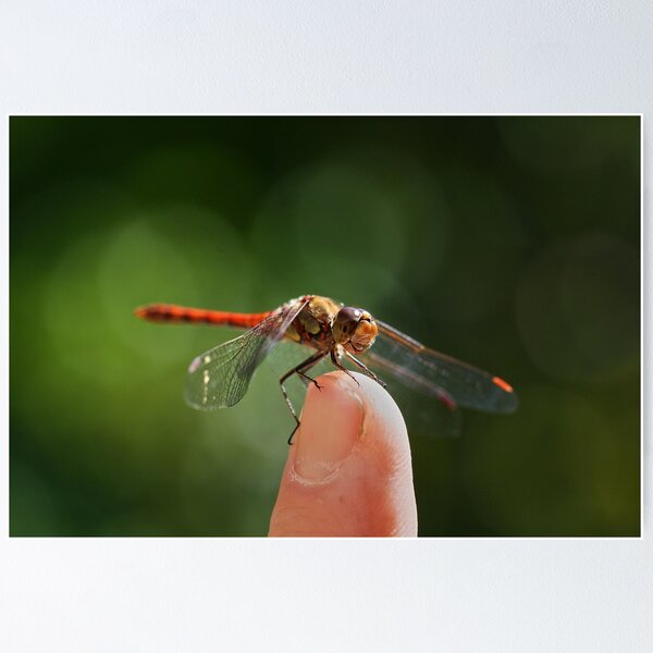 Item preview, On the Tip of My Finger designed and sold by Organicvision.
