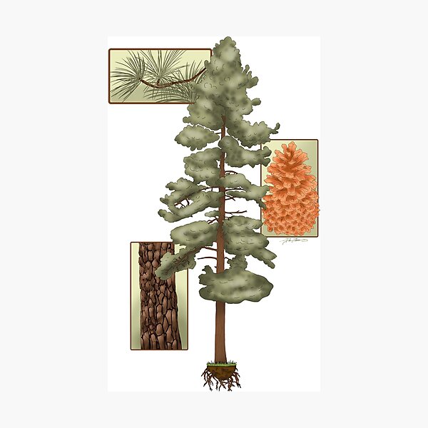 Item preview, Pine Tree designed and sold by Dianaknight17.