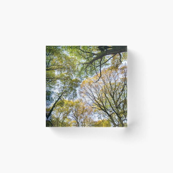 Item preview, Looking up into the trees.  Ancient wood near Ludlow designed and sold by HalcyonPrints.