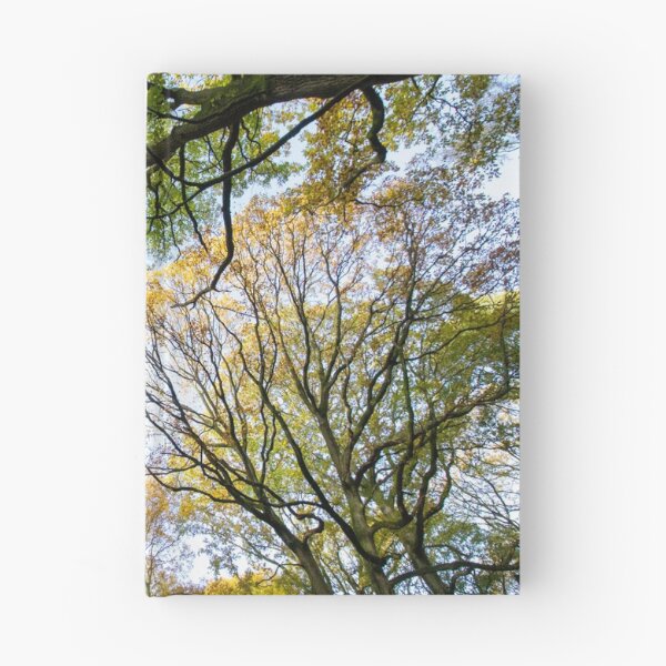 Item preview, Looking up into the trees.  Ancient wood near Ludlow designed and sold by HalcyonPrints.