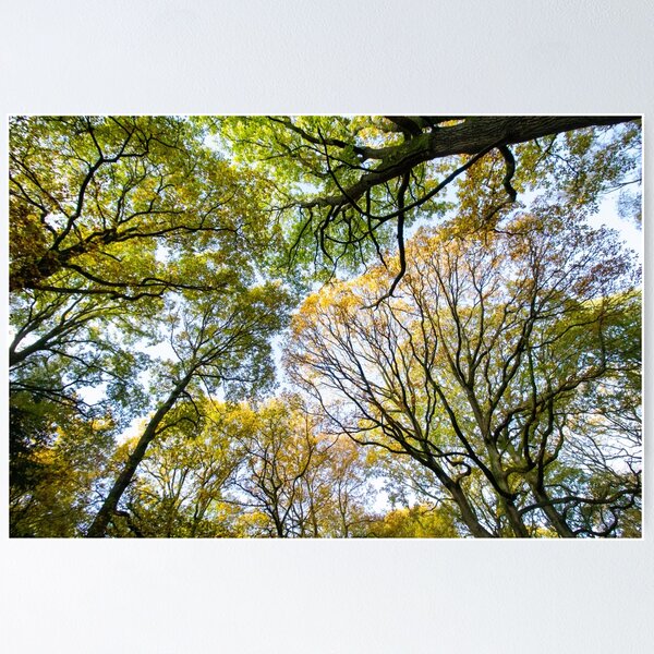 Item preview, Looking up into the trees.  Ancient wood near Ludlow designed and sold by HalcyonPrints.