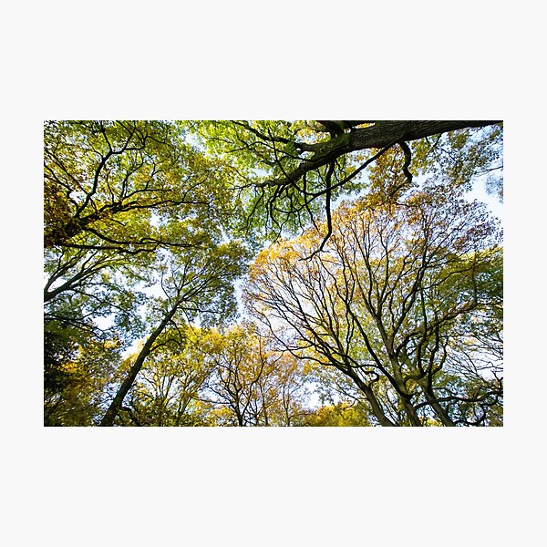 Item preview, Looking up into the trees.  Ancient wood near Ludlow designed and sold by HalcyonPrints.