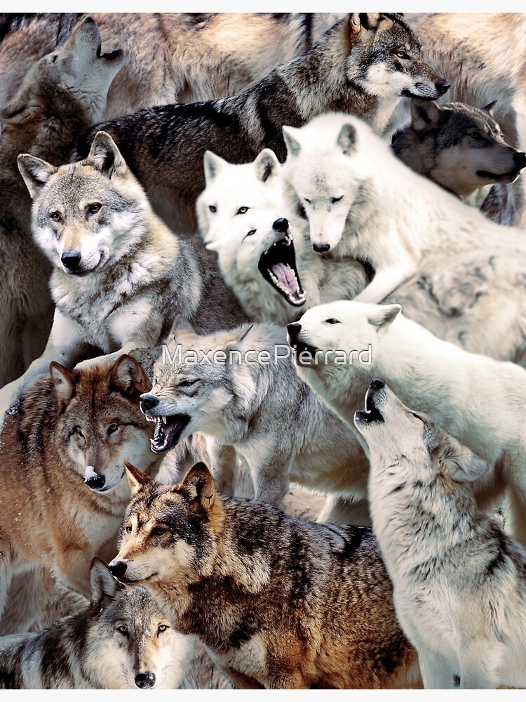 Discover Wolves Premium Matte Vertical Poster
