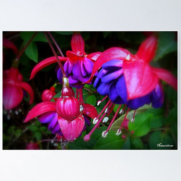 Item preview, Scarlet Fever designed and sold by naturelover.
