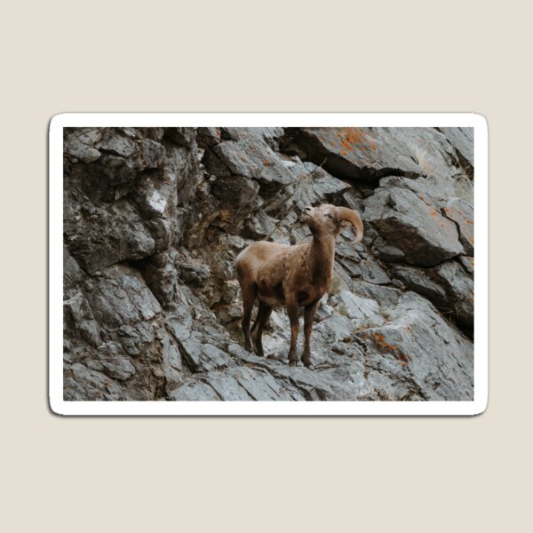 Item preview, Big Horned Sheep on Cliffside designed and sold by Tortelikeatiger.