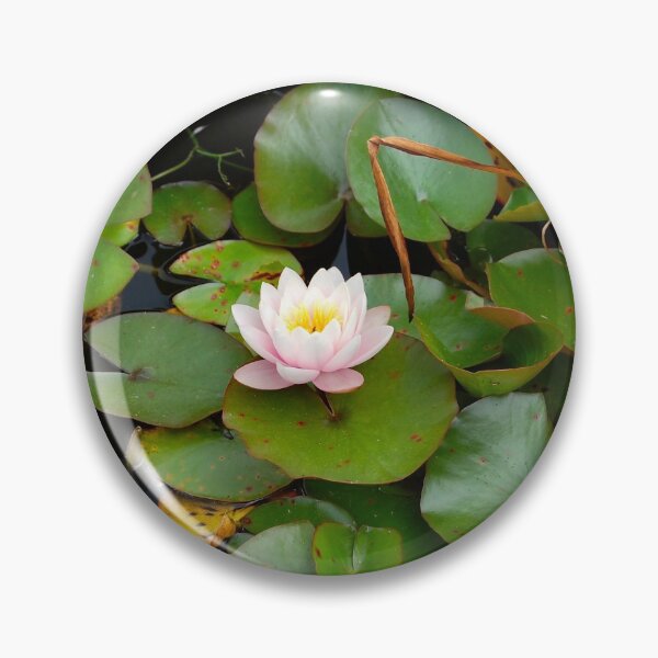 Item preview, A single water lily in bloom. designed and sold by ronsaunders47.